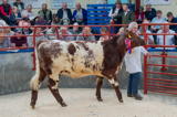 Longtown Mart Pedigree Beef Shorthorn Breeding Females and Bulls 26-8-2019 - Overall Champion lot 18 sold for 2600 gns Heifer from Thomson Roddick and Laurie